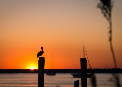 Orange sunset with Pelican silhouetted